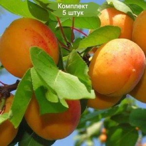 Саженцы абрикоса Монастырского (среднего) -  комплект 5 шт.