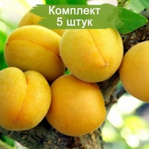 Саженцы абрикоса Самарского (позднего) -  комплект 5 шт.