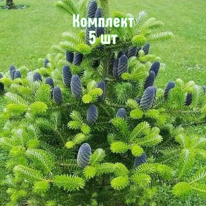 Саженцы ели корейской 20-40 см - комплект 5 шт.