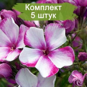 Саженцы флокса Неон Флэр (Neon Flare) -  комплект 5 шт.