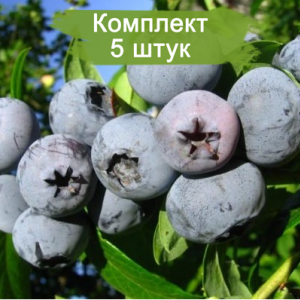 Саженцы голубики Бонус (Bonus) -  комплект 5 шт.