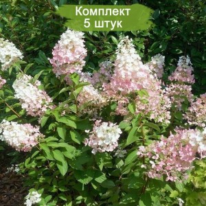 Саженцы гортензии метельчатой Конфетти (Confetti) -  комплект 5 шт.