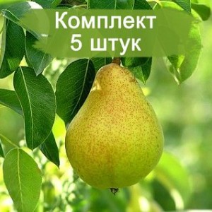 Саженцы груши Осенняя Яковлева -  комплект 5 шт.