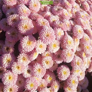 Саженцы Нежно-розовой хризантемы мультифлоры Кинг Пинк (King Pink)-  комплект 5 шт.