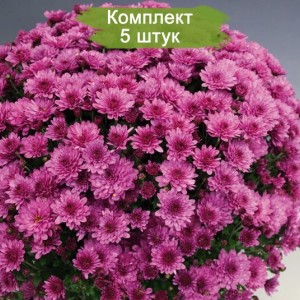Саженцы сиреневой хризантемы мультифлоры Розанна (Rosanna) -  комплект 5 шт.