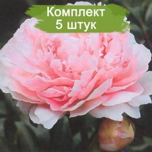 Саженцы пиона Miss Livingston Farand (Мис Ливингстоун Фаранд ) -  комплект 5 шт.