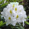 Саженцы рододендрона Мадам Массон - комплект 5 шт.