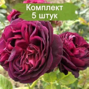 Саженцы парковой розы Астрид Графин фон Харденберг (Astrid Gräfin von Hardenberg) -  комплект 5 шт.