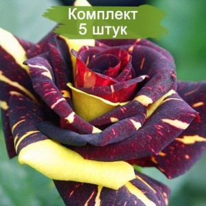 Саженцы чайно-гибридной розы Фокус-Покус (Hocus Pocus) -  комплект 5 шт.