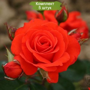 Саженцы розы флорибунды Корас (Chorus) -  комплект 5 шт.
