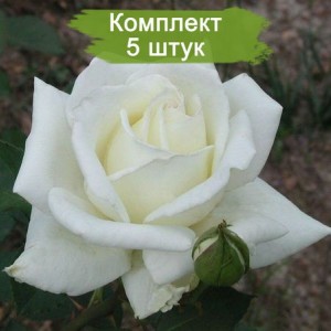 Саженцы чайно-гибридной розы Полярная Звезда-2 (Polarstern-2) -  комплект 5 шт.