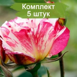 Саженцы миниатюрной розы Зебулон (Zebulon) -  комплект 5 шт.