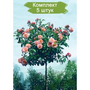 Саженцы штамбовой розы Априкола (Aprikola) -  комплект 5 шт.