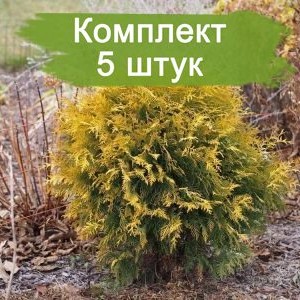 Саженцы Туи шаровидной Глобоза Ауреа -  комплект 5 шт.