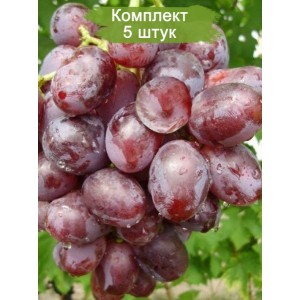 Саженцы винограда Низина (Ранний/Фиолетовый) -  комплект 5 шт.