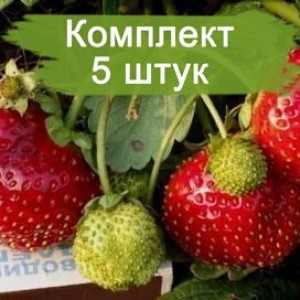 Саженцы земляники Садовая Максим - Гигантелла (Средняя) -  комплект 5 шт.