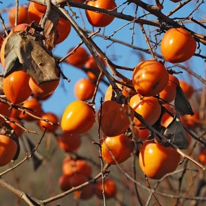 Саженец хурмы Королек (Хиакуме)